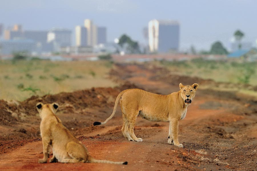 پارک های ملی کنیا - نارون اکوتور