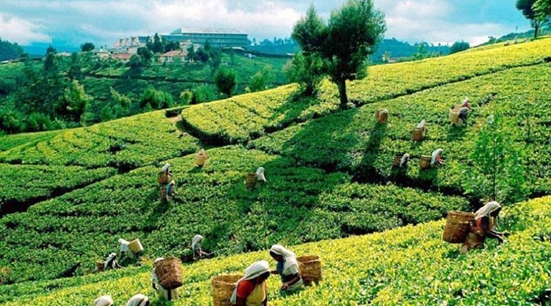 مزارع چای سریلانکا