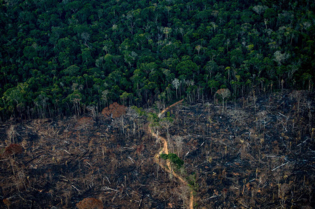 علت تخریب جنگل آمازون